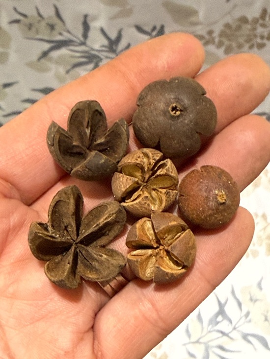 Other - 30 Natural Brown Decorative Seed Pods - Rustic Floral Accents
